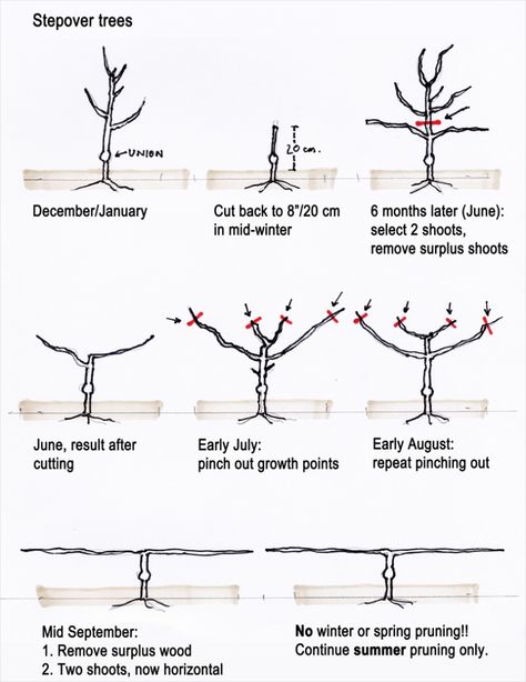 Amongst fruit tree suppliers we at Suffolk Fruit and Trees offer a comprehensive service, including espalier fruit trees for sale – as well as cordon trees, stepover trees and fan trained fruit trees. These are all useful configurations where space … Read More Cordon Fruit Trees, Step Over Fruit Trees, Columnar Fruit Trees, Trees Images, Espalier Fruit Trees, Pruning Fruit Trees, Growing Fruit Trees, Tree Growing, Tree Pruning