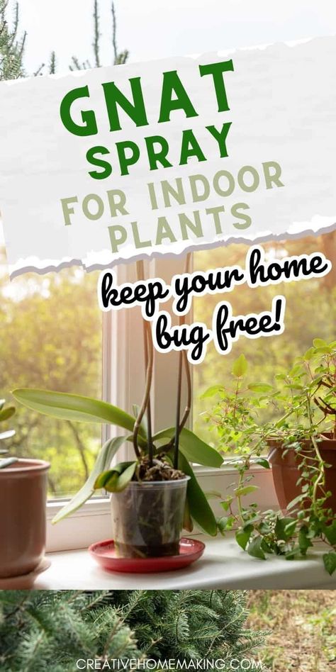 Gnats can be a pesky problem. Luckily, there are several options for gnat spray for indoor plants that can help you get rid of these unwanted guests. Kill Gnats In House, How To Kill Gnats, Gnat Spray, Gnats In House Plants, Bug Repellent Spray, Indoor Plants Diy, How To Get Rid Of Gnats, Plant Bugs, Natural Bug Repellent