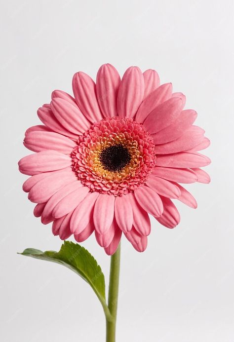 Premium Photo | Pink gerbera flower isolated on white background Flower Drawing Reference Photo, Flowers Reference Photo, Evolution Project, White Flower Png, Gerbera Flower, Pink Gerbera, Web Design Tools, Most Popular Flowers, Coffee Pictures