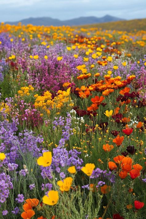 Field Of Wildflowers Aesthetic, Namaqualand Flowers, Wild Flowers Aesthetic, Crush Core, Alaska Wildflowers, Oregon Wildflowers, Kansas Wildflowers, Wildflowers Aesthetic, Colorado Flowers