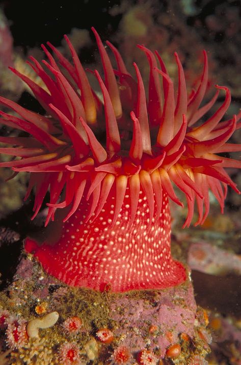 Underwater Plants, Sea Plants, Sea Life Art, Sea Anemone, Saltwater Tank, Sea Slug, World Photography, Ocean Creatures, Landscape Artist