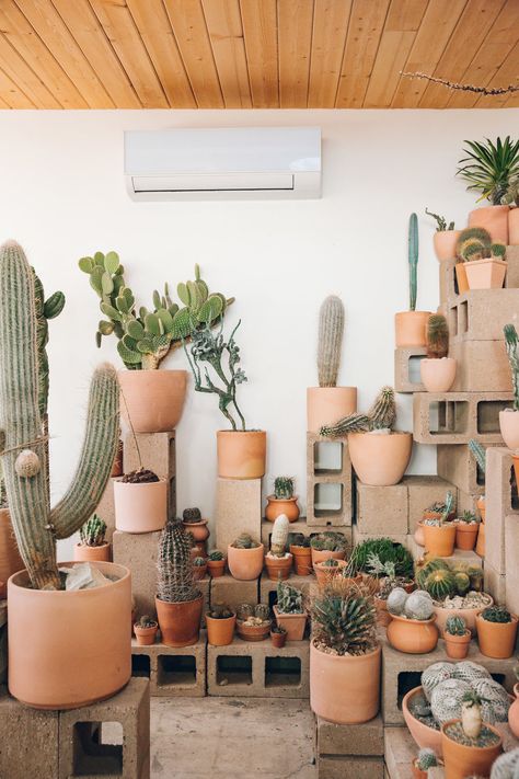 Inside Cactus Store in Echo Park, Los Angeles — California — Haarkon Indoor Cactus Plants, How To Grow Cactus, Cactus House Plants, Plant Store, Indoor Cactus, نباتات منزلية, Cactus Decor, Plant Shop, House Plants Decor