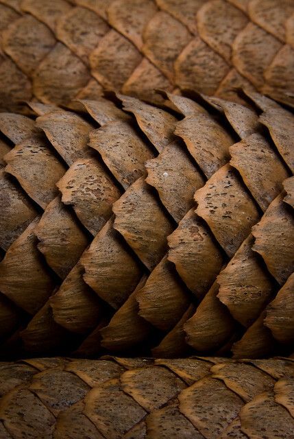 Textures Of Nature, Nature Close Up Photographs, Natural Texture Inspiration, Patterns In Nature Texture, Surface And Texture, Texture In Nature, Textures In Nature, Nature Structure, Pinecone Pattern