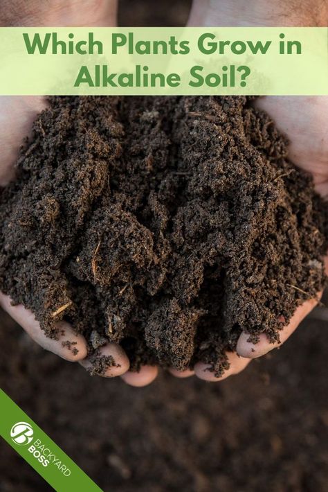 Alkaline Soil, Forget Me Nots Flowers, Acidic Soil, Black Soil, Acid Loving Plants, Runner Beans, Perennial Herbs, Soil Testing, Clay Soil