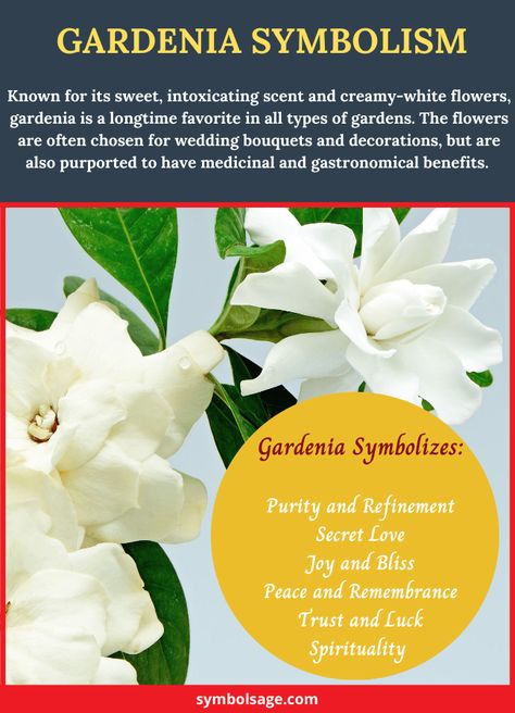 Meaning Of Jasmine Flower, Gardenia Flower Meaning, Gardenia Meaning, Gardenia Aesthetic, Gardina Flowers, Universe Signs, Plant Symbolism, Flower Symbols, Types Of Gardens