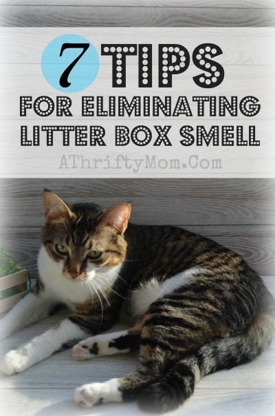 Cat Litter Smell, Cats Dancing, Litter Box Smell, Raising Kittens, Cut Cat, Cat Pee, Cat Hacks, Kitten Care, Cat Box