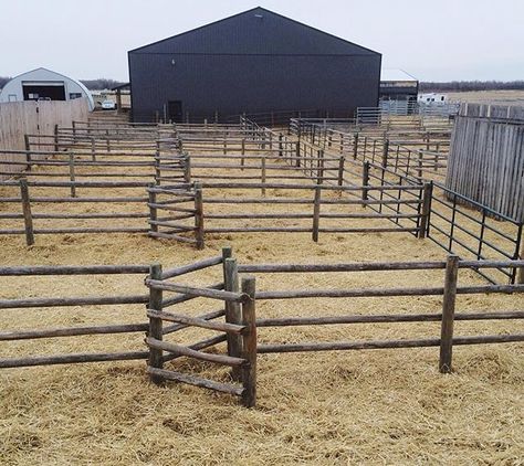 Horse Pen Ideas, Horse Corral Ideas, Show Cattle Barn Layout, Farm Barn Ideas, Cow Farm Ideas, Cattle Barn Designs, Horse Barn Ideas, Horse Pens, Horse Shed