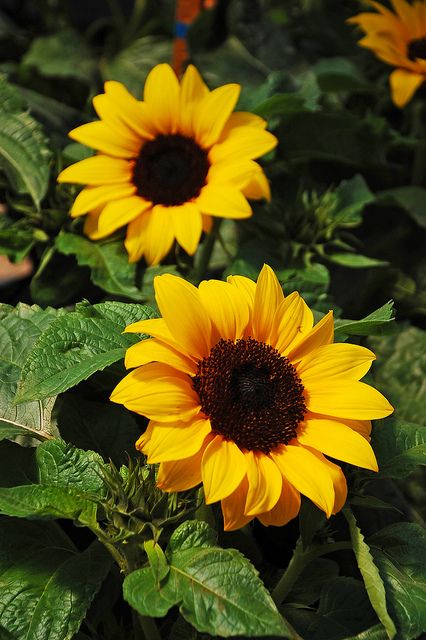 Cover Ups Tattoo, Grey Canvas Art, Sunflower Photography, Sunflowers And Daisies, Sunflower Pictures, Sunflower Garden, Gold Canvas, Sunflower Wallpaper, Sunflower Art