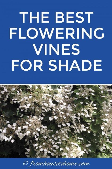 GREAT list of perennial flowering vines that thrive in the shade. When I needed to hide my neighbor's shed from view in my shady backyard garden landscaping, I had a tough time finding vines that were non-invasive and looked good. This list of perennial shade vines has some really pretty plants that won't take over your yard.  #fromhousetohome #gardeningtips #gardenideas #shadegarden #shadeperennials #shadeplants Shade Vines, Vines For Shade, Climbing Plants Fence, Shady Backyard, Perennial Flowering Vines, Vining Flowers, Shade Planting, Clematis Care, Fast Growing Climbers