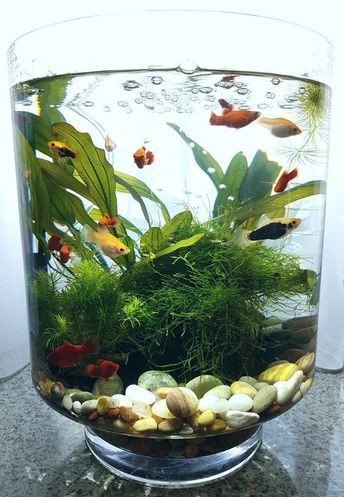 Planted Vase Aquarium, Water Terrarium With Fish, Terrarium With Fish, Indoor Water Garden With Fish, Planted Fish Bowl, Diy Aquarium Decor, Aquarium Bowl, Fish Tank Diy, Vase Aquarium