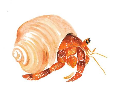 Watercolor Hermit Crab, Hermit Crab Painting, Sea Crab Drawing, Watercolour Crab, Hermit Crab Illustration, Hermit Crab Drawing, Painting Sea Animals, Hermit Crab Art, Watercolor Ocean Animals