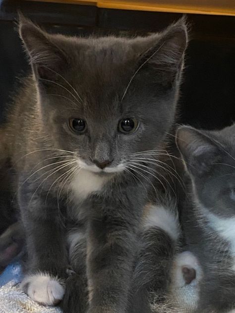 Grey Tuxedo Cat, Gray Tuxedo, Tuxedo Kitten, Grey Tuxedo, White Tux, Grey Kitten, Tuxedo Cats, White Tuxedo, Tuxedo Cat