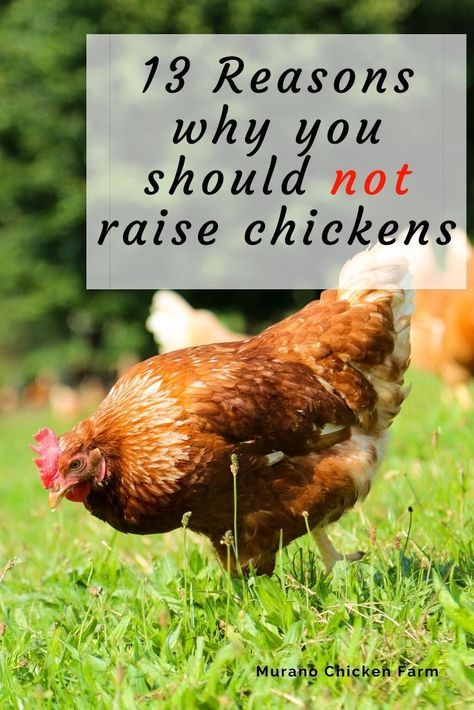 Raising Chickens 101, Farm Website, Raising Meat Chickens, Homesteading Animals, Easy Chicken Coop, Chicken Care, Modern Homestead, Raising Chicks, Urban Chickens