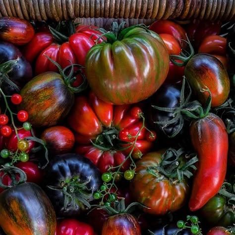 2025 Inspiration, Tomato Leaves, Tomato Color, Food Flatlay, Harvest Basket, Color Vibe, Heirloom Tomato, Still Life Photos, Sweet Summertime