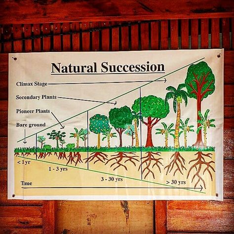 Do you know what ecological succession is?  Ecological succession (or natural succession) is the gradual process of changes in the… Ecological Succession, Food Forest Garden, Process Of Change, Human Interest, Food Forest, Forest Garden, Indoor Garden Ideas, Teaching Science, Do You Know What