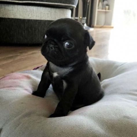 #pug #dog #puglife #pugs #puppy #dogs #cute #puglove #pugpuppy #love #puppylove #pet #doglover #pets #mops #peugeot #pugnation #puppies #puglover #pugworld Black Pugs, Black Pug Puppies, Cute Pug Puppies, Baby Pugs, Psy I Szczenięta, Francia Bulldog, Black Pug, Pug Puppies, Pugs Funny