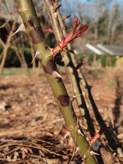 Rose – Black Spot Canker on Stem | Walter Reeves: The Georgia Gardener Roses Garden Care, Prune Roses, Rose Growing, Pruning Roses, Knockout Roses, Fall Clean Up, Regenerative Agriculture, Yard Maintenance, Rose Care