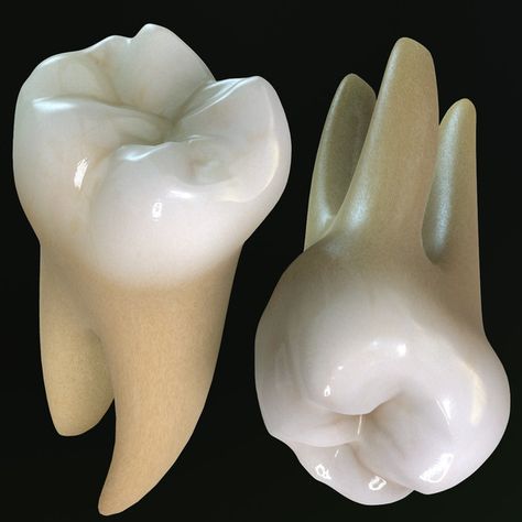 Molar Tooth, Teeth Whitening Diy, Human Teeth, Loose Tooth, Teeth Bleaching, Natural Teeth Whitening, 문신 디자인, White Teeth, Tooth Fairy