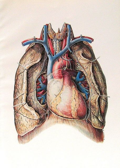 Heart and lungs Heart Medical Illustration, A Human Heart, Human Heart Anatomy, Anatomy Illustration, The Human Heart, Heart Anatomy, Heart And Lungs, Heart Illustration, Heart Painting