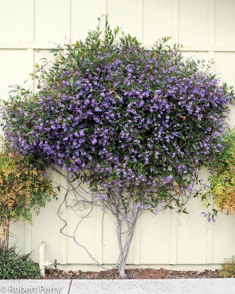 Hardenbergia violacea Hardenbergia Violacea, Lilac Vine, Fruits Plants, Desert Gardening, Evergreen Vines, Australian Native Garden, Waterwise Garden, Australian Plants, Garden Life