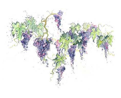 Red Wine Grape Vines Grape Drawing, Wine Tattoo, Vine Drawing, Beaujolais Nouveau, Wine Label Packaging, Vine Tattoos, Watercolor Fruit, Wine Art, Mom Tattoos