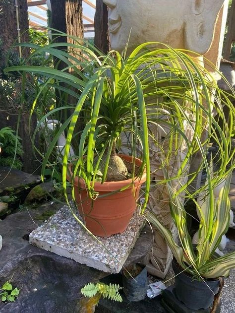 How to Grow Spider Plant as a Tree | Balcony Garden Web How To Grow Spider Plants, Spider Plant Bonsai, Spider Plant Decor, Tree Balcony, Plant Training, Large Spiders, Kitchen Plants, Spider Plant, Plants Decor