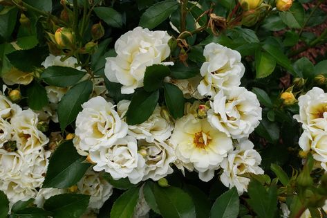 Drift Roses, Landscaping With Roses, Mountain Laurel, Attracting Bees, Growing Roses, Blooming Rose, Ground Cover, Front Garden, Dream Garden