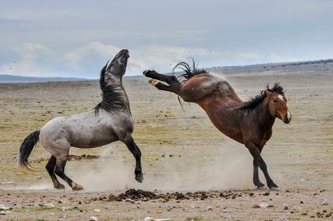 Wild horses is the wrong word.... this is a normal Situation between two horses.  In jedem Rudel und in jeder Herde gibt es eine Hierarchie das heißt ranghoher und rangniedrige Pferde der Rang wird ausgetragen durch diese kleinen Kämpfe in denen aber selten ein Pferd verletzt wird... Beschlagene Pferde an den hinterhofen sind aber davon ausgenommen da die Eisen durchwegs schwere bis mittelschwere Verletzungen verursachen können. Pferde ... Freiland Pferde aber verletzen sich selten Wild Horses Mustangs, Horse Inspiration, Mustang Horse, Wild Mustangs, Most Beautiful Horses, Horse Drawings, Horse Crazy, Wild Horse, Horse Photos