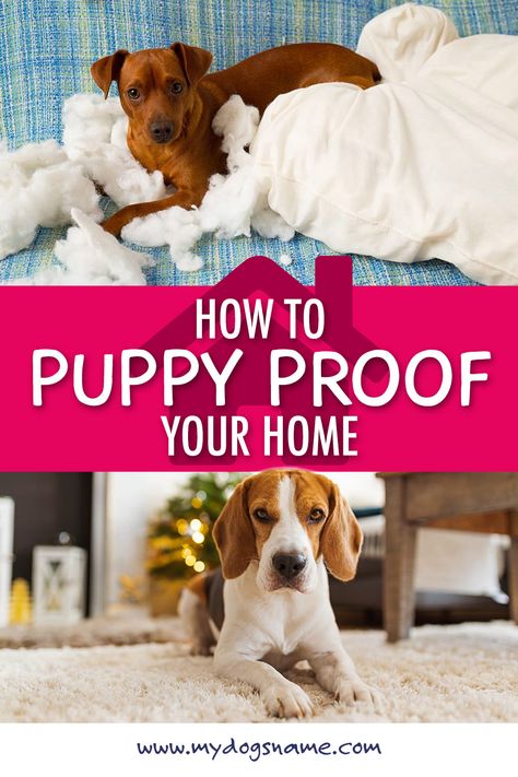 How To Dog Proof Your House, Dog Proof House Ideas, Dog Proofing House, How To Puppy Proof Your House, Puppy Proofing House Ideas, Puppy Proofing House, Puppy Advice, Puppy Training Guide, Annie Mae