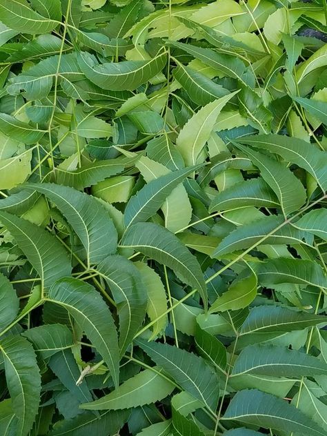 Skin Care Indian, Neem Leaves, Leaves Decor, Natural Acne Remedies, Natural Health Remedies, Leaf Decor, Birth Control, Acne Skin, Nourishing Hair