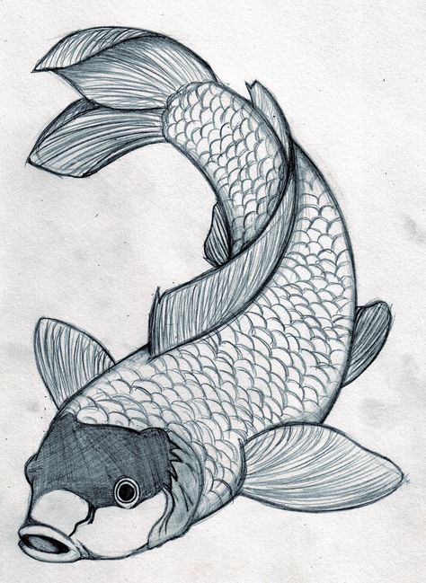 Japanese Drawing, Japanese Koi Fish Tattoo, Tato Ikan Koi, Drawing Fish, Fish Images, Fish Pictures, Koi Fish Drawing, Drawn Fish, Fish Drawing