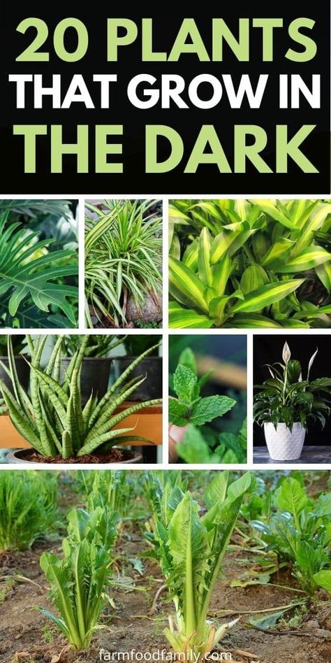 20 Best Plants That Grow In The Dark (Houseplants, Vegetables) Plants That Grow In Dark Rooms, Plants That Don't Need Sunlight, Plants That Grow In The Dark, Plants In Dark Rooms, Plants For Dark Rooms, Keeping Plants Alive, Indoor Vegetables, Houseplants Low Light, Dracaena Plant