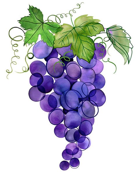 Margaret Berg Art: Grape+Vine Grape Drawing, Vine Drawing, Grape Painting, Watercolor Fruit, Art Aquarelle, Illustration Food, Purple Grapes, Fruit Art, Arte Floral