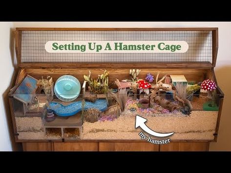 (543) Set Up A Hamster Cage With Me | Natural Woodland Garden - YouTube Gerbil Cage Ideas, Hamster Cage Setup, Syrian Hamster Cages, Hamster Tube, Gerbil Cages, Hamster Diy, Hamster Habitat, Hamster Care, Syrian Hamster