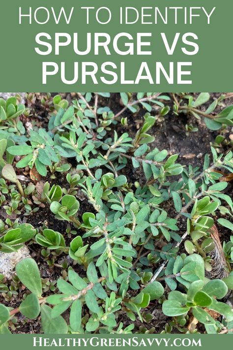 How To Eat Purslane, Purslane Plant Recipes, Purslane Tincture, Purslane Benefits, Purslane Recipe, Purslane Plant, Medicinal Weeds, Medicinal Wild Plants, Identify Plant