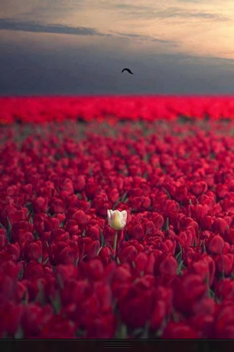 The odd one out - this is me.  I will stand for my GOD any day~  He has blessed me with so much. Backgrounds Phone, Flower Field, Love Flowers, استوديو الصور, Yin Yang, Phone Wallpapers, Nature Beauty, Pretty Flowers, The Words