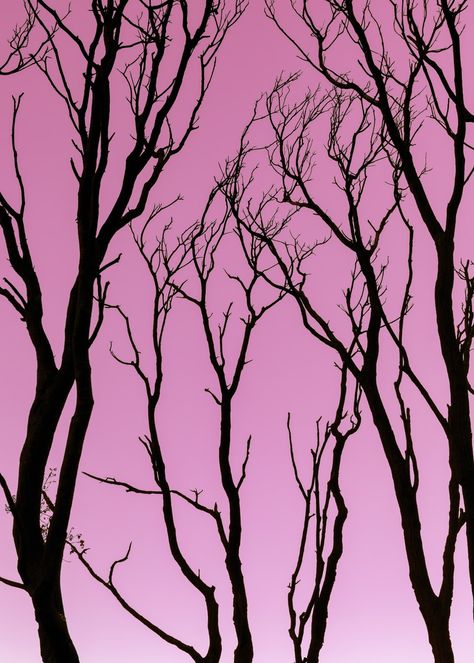 Dark Pink Halloween Aesthetic, Dark Pink Wallpaper, Pink Neon Wallpaper, Leafless Tree, Pink Silhouette, Pink Wallpaper Desktop, Pink Goth, Dark Tree, Picture Tree