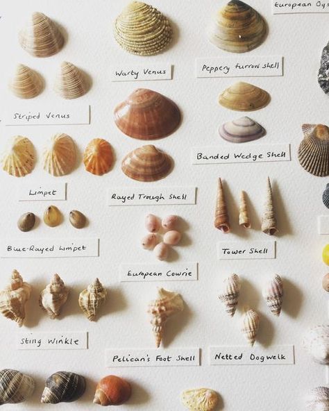 Sea Shells Collection, Ocean Biology, Shell Names, Trinket Collection, Shells Collection, Seashell Identification, Collecting Shells, Worlds Colliding, Ireland And Scotland