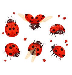 Ladybug Illustration Cute, Ladybug Insect Illustration, Ladybug Cartoon Drawing, Ladybug Character Design, Cute Insect Drawings, Ladybug Illustrations, Cute Ladybug Cartoon, Ladybug Flying, Bugs Illustration