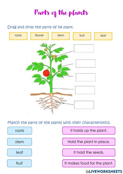 Plants online exercise for grade 5. You can do the exercises online or download the worksheet as pdf. Evs Worksheet, Energy Quiz, Parts Of The Plant, Plants Worksheets, States Of Matter Worksheet, Biology Revision, Living And Nonliving, Plant And Animal Cells, Matter Worksheets