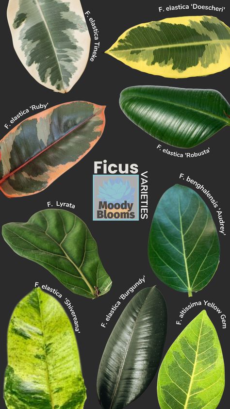 There are many Rubber plant varieties to choose from in the Ficus genus. Most of the common varieties are of Ficus elastica. However a few belong to Ficus altissima or Ficus benghalensis. Ficus is a species in the family Moraceae (Mulberry Family) and native to eastern parts of South and Southeast Asia. Variegated Rubber Plants are definitely some of my favorite all time houseplants. Specifically because they are so beautiful and very low-maintenance. Ficus Altissima Care, Ficus Indoor Plant, Rubber Fig Plant, Rubber Tree Varieties, Types Of Ficus Plants, Variegated Rubber Plant, Ficus Plant Indoor, Ficus Elastica Robusta, Ficus Benjamina Variegata