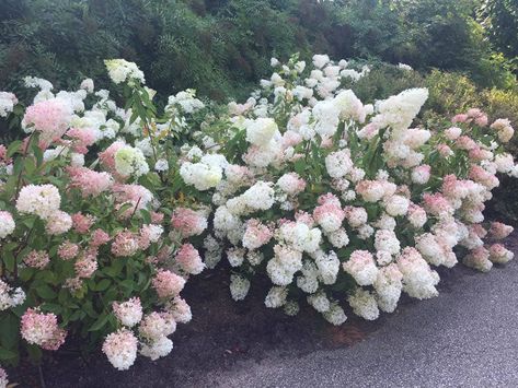 Alice Oakleaf Hydrangea, Grow Vanilla, Nikko Blue Hydrangea, Vanilla Strawberry Hydrangea, Strawberry Hydrangea, Propagating Hydrangeas, Hardy Hydrangea, Hydrangea Tree, Hydrangea Landscaping