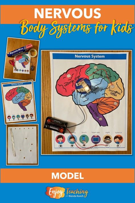 Nervous System Craft, Nervous System Model, Nervous System Projects, Teaching Body Systems, Informational Text Graphic Organizer, Nervous System Activities, Brain Models, Brain Craft, Human Body Activities