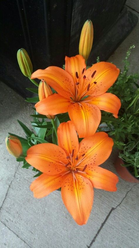 Orange Lillies Aesthetic, Pink And Orange Summer Aesthetic, Orange Lily Bouquet, Lilly Flower Aesthetic, Fall Flowers Aesthetic, Lilly Illustration, Lillies Aesthetic, Lilly Aesthetic, Orange Aesthetic Vintage