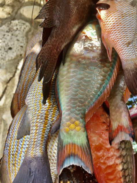 Escovitch Fish, Fish For Dinner, Flexibility Dance, Jamaica Resorts, Jamaican Culture, Catch Of The Day, Tropical Animals, Resort Beach, Jamaica Travel