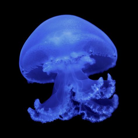 Blue Jellyfish, Jellyfish, The World, Water, Blue, Black