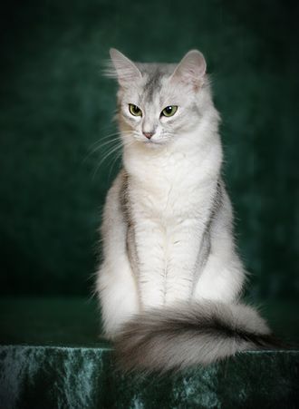 Somali Cat, Just A, Rare Cats, Gorgeous Cats, Cat Photography, Warrior Cat, Domestic Cat, Somali, Warrior Cats