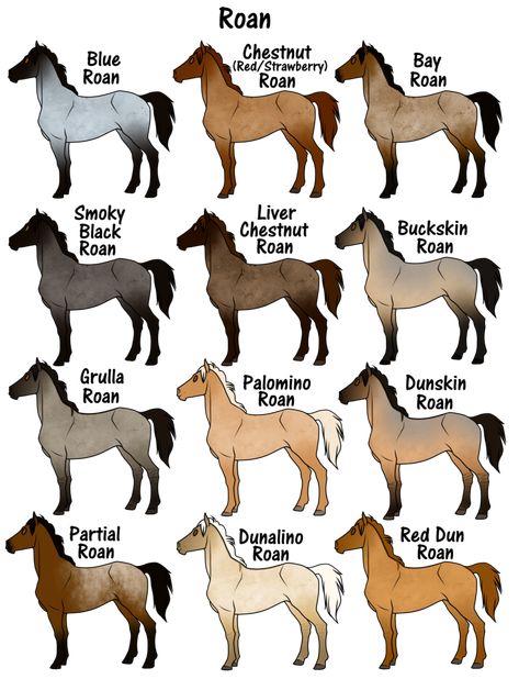 Horse Coats Chart, Horse Age Chart, Roan Horse Colors, Types Of Saddles, Horse Color Chart, Roan Horse, Horse Colours, Horse Markings, Horse Coat Colors