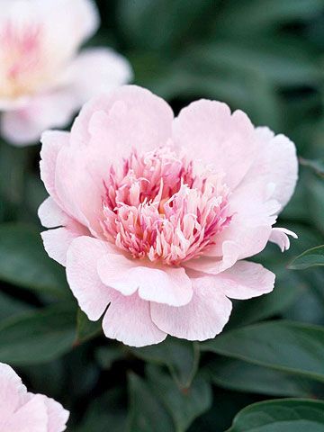 Do Tell Peony Varieties, Peonies Garden, Have Inspiration, Pink Petals, Peony Flower, Trees And Shrubs, Flower Beauty, Types Of Flowers, Color Blending