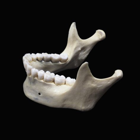 Skull Anatomy, Head Anatomy, Skull Reference, Skeleton Anatomy, Human Bones, 얼굴 그리기, Best Teeth Whitening, Jaw Bone, Human Skull